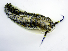 Cerberilla affinis image