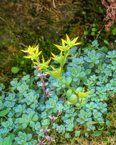 Borsch Stonecrop (Sedum borschii) · iNaturalist