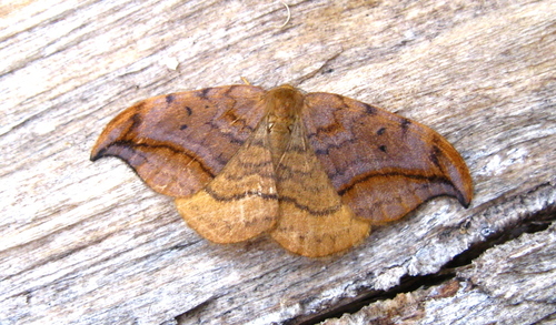 Dusky Hook-tip, photo 2 of 10