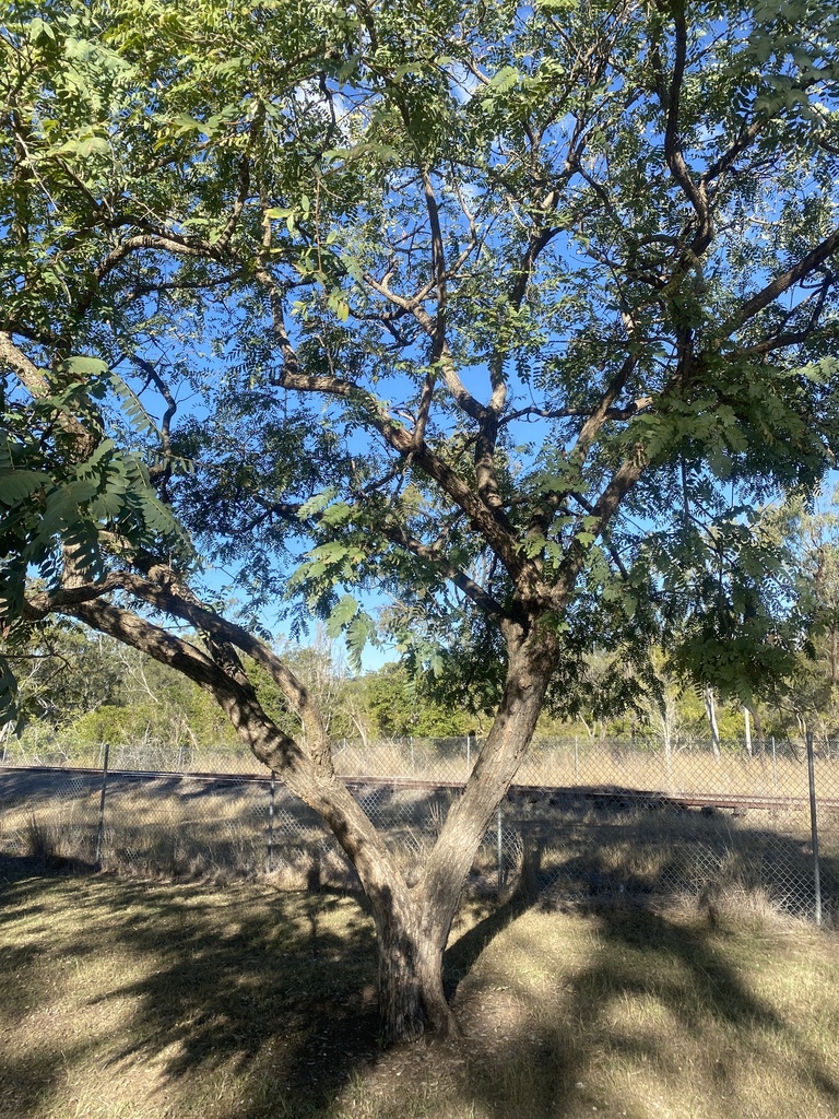 Sidcot Tree dicots from Didcot, QLD, AU on July 9, 2023 at 02:58 PM by fj40 ...