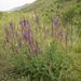 Salvia nemorosa pseudosylvestris - Photo (c) Dmitry Kuzmenckin,  זכויות יוצרים חלקיות (CC BY-NC), uploaded by Dmitry Kuzmenckin