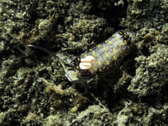 Cerberilla albopunctata