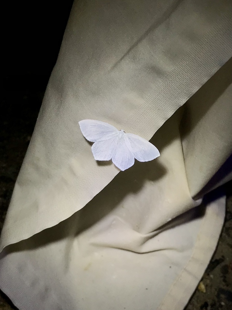 Snowy Geometer Moth