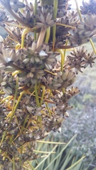 Aciphylla