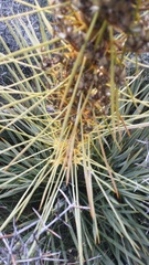 Aciphylla