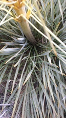 Aciphylla