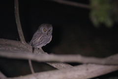 Otus brucei
