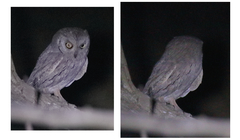 Otus brucei