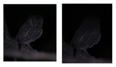 Otus brucei