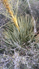 Aciphylla