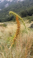 Aciphylla