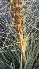 Aciphylla