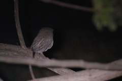 Otus brucei