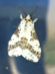 Lemyra