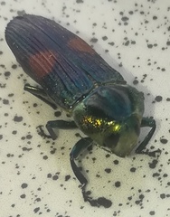 Strigoptera