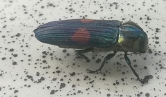 Strigoptera