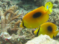 Chaetodon speculum