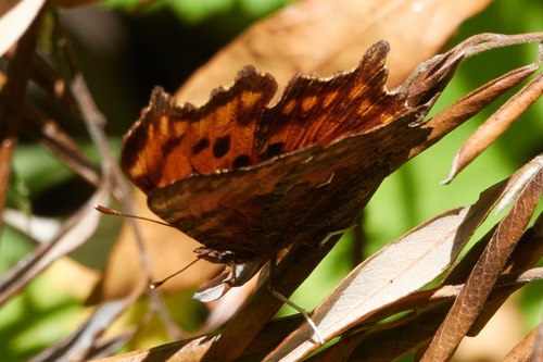 Oreas Comma photo 4