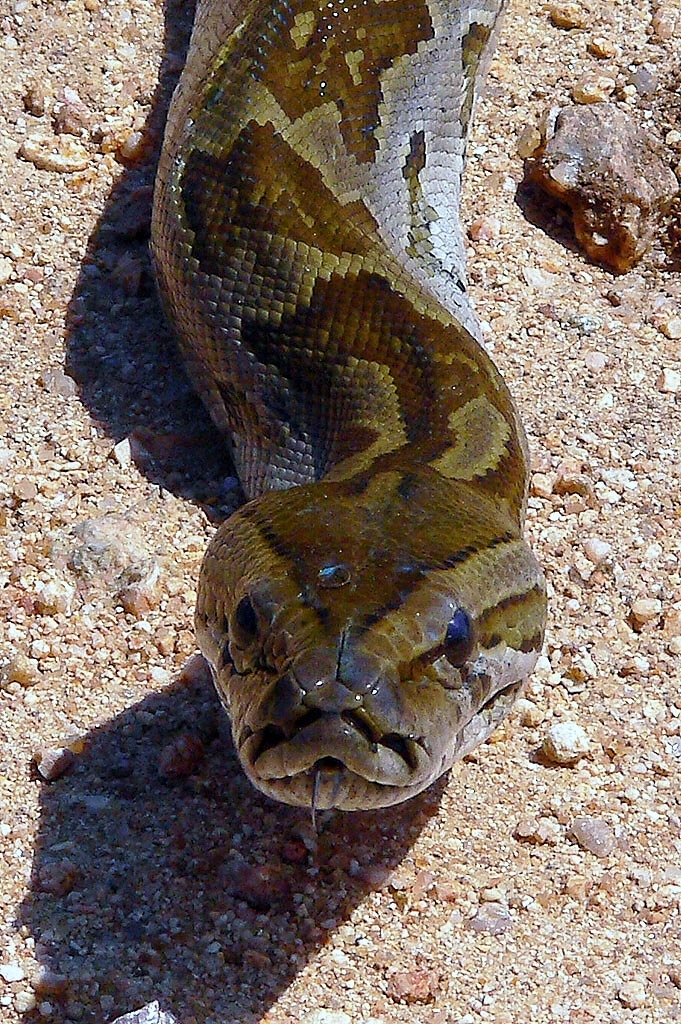 Africa Python