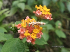 Lepidoptera