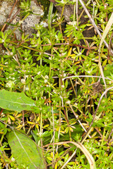Galium verrucosum