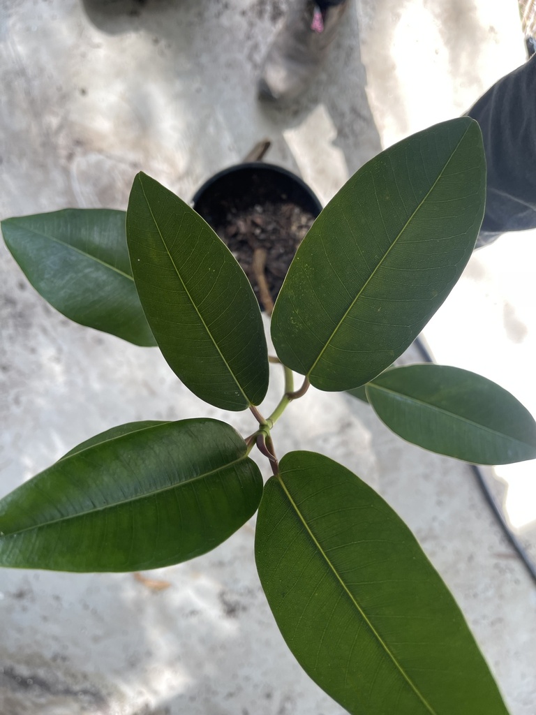 plants from Blue Knob Rd, Blue Knob, NSW, AU on July 9, 2023 at 11:52 ...