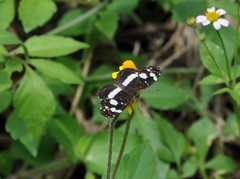 Castilia