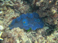 Tridacna derasa