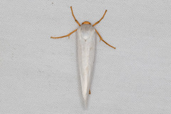 Agylla nivea