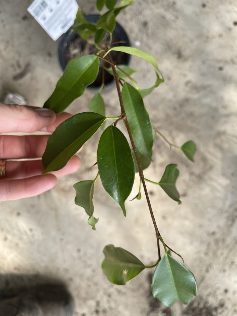 plants from Blue Knob Rd, Blue Knob, NSW, AU on July 9, 2023 at 1152