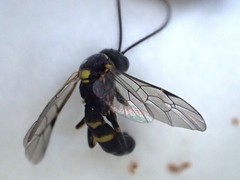 Exenterus amictorius