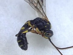 Exenterus amictorius