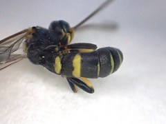 Exenterus amictorius