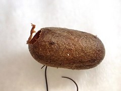 Exenterus amictorius