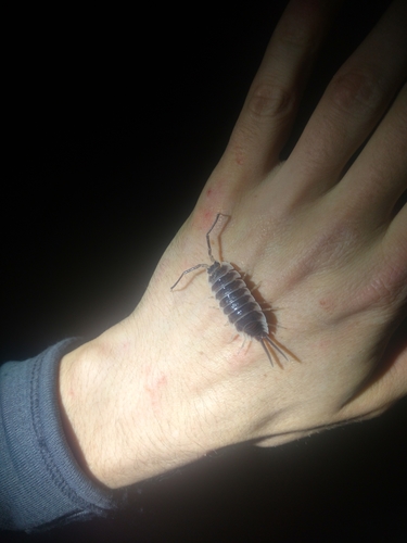 Porcellio hoffmannseggii