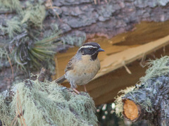 Prunella atrogularis