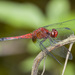 Red-faced Dragonlet - Photo (c) Jim Johnson, some rights reserved (CC BY-NC-ND)