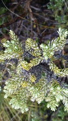 Brachyglottis cassinioides