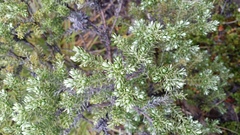 Brachyglottis cassinioides