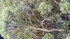 Brachyglottis cassinioides