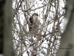 Accipiter gentilis