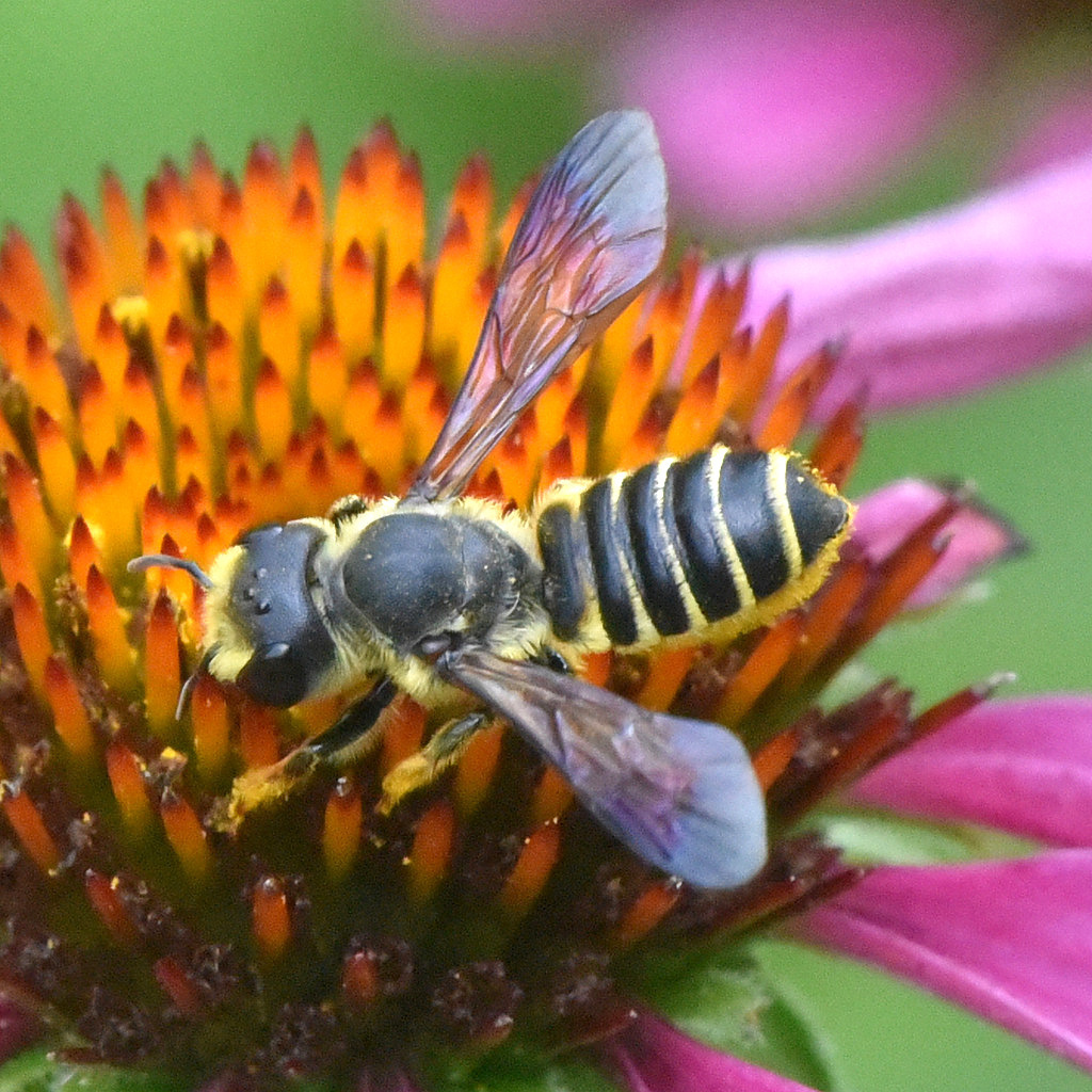 Megachile inimica