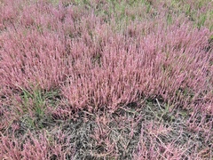 Salicornia decumbens