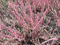 Salicornia decumbens