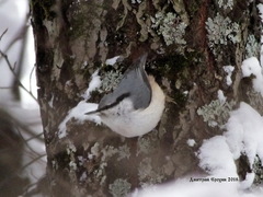 Sitta europaea