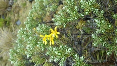 Brachyglottis cassinioides