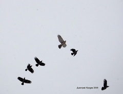 Accipiter gentilis