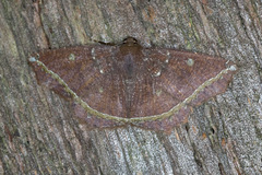 Synnomos firmamentaria