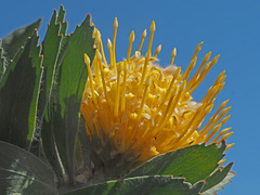 Leucospermum conocarpodendron