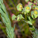 Euphorbia erythrina - Photo (c) Felix Riegel, algunos derechos reservados (CC BY-NC), subido por Felix Riegel